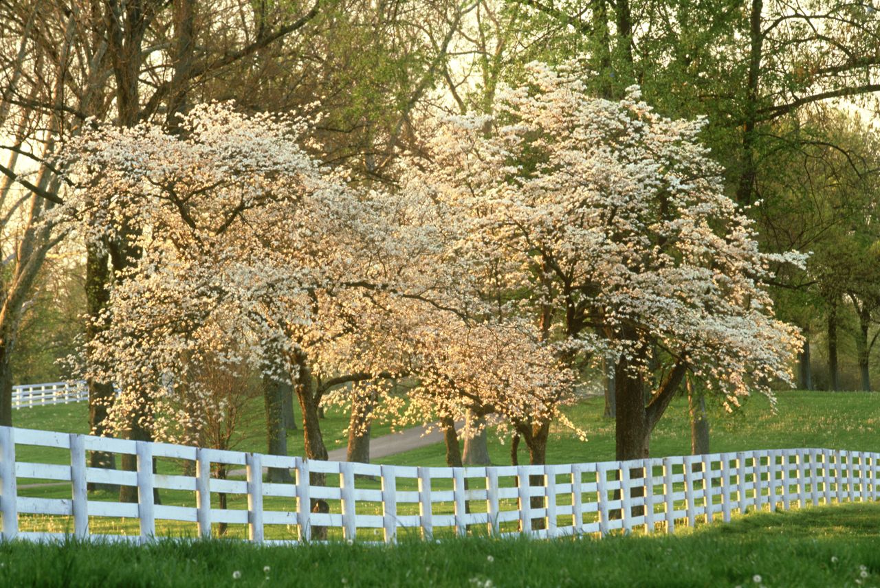 Flowering Dogwood Trees