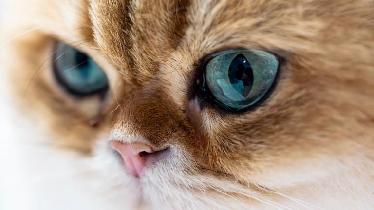 What Owning A Cat Does To Your Brain And Theirs