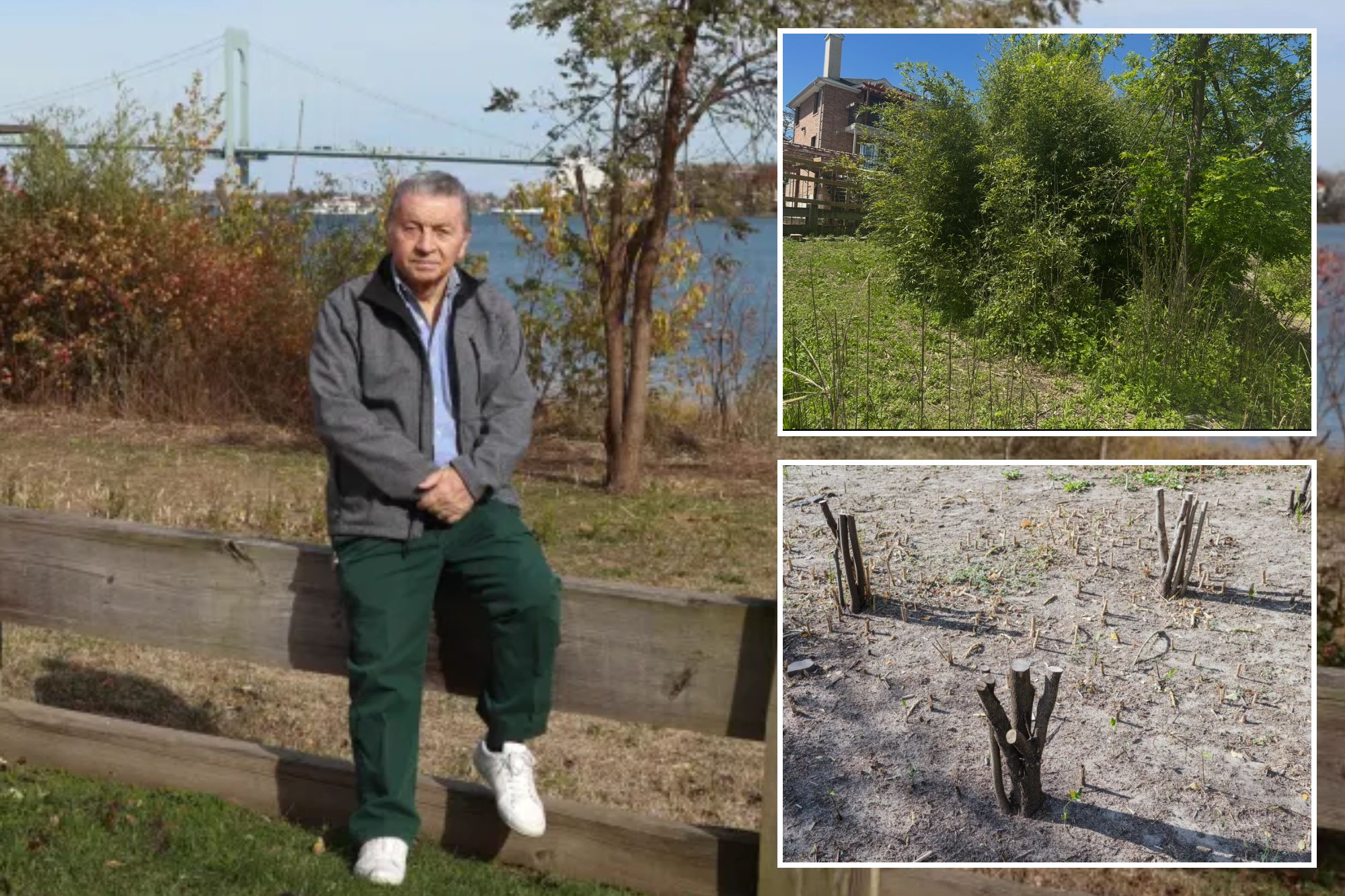 Hacksaw-wielding NYC man chops down city trees to improve his million ...