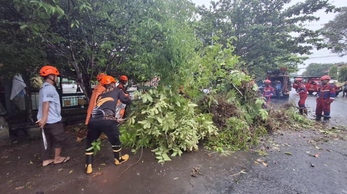 Berita Populer Kalteng: Cuaca Ekstrem dan Pohon Tumbang Ancam Seminggu ke Depan