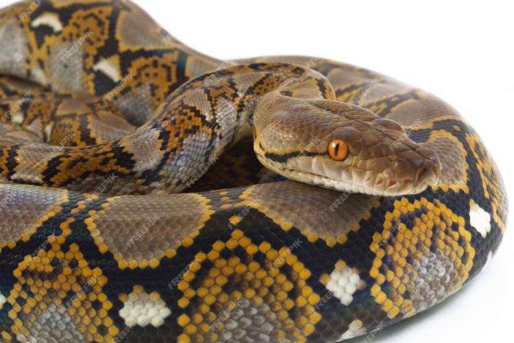 Ahli IPB Bocorkan Penyebab Ular Piton Muncul di Sekitar Rumah