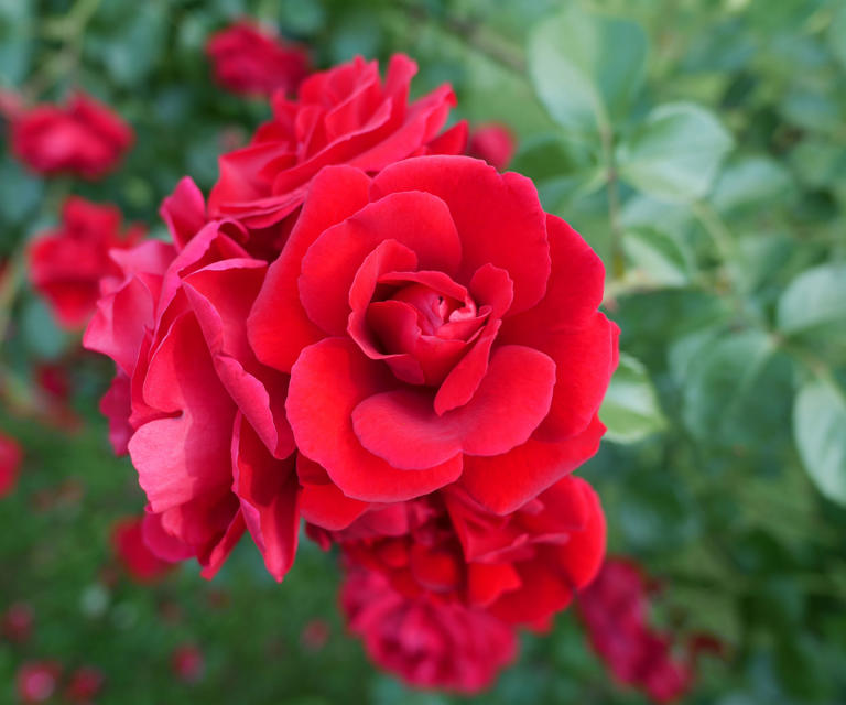 If You Want Beautiful Roses Next Summer, Do These 3 Things This November