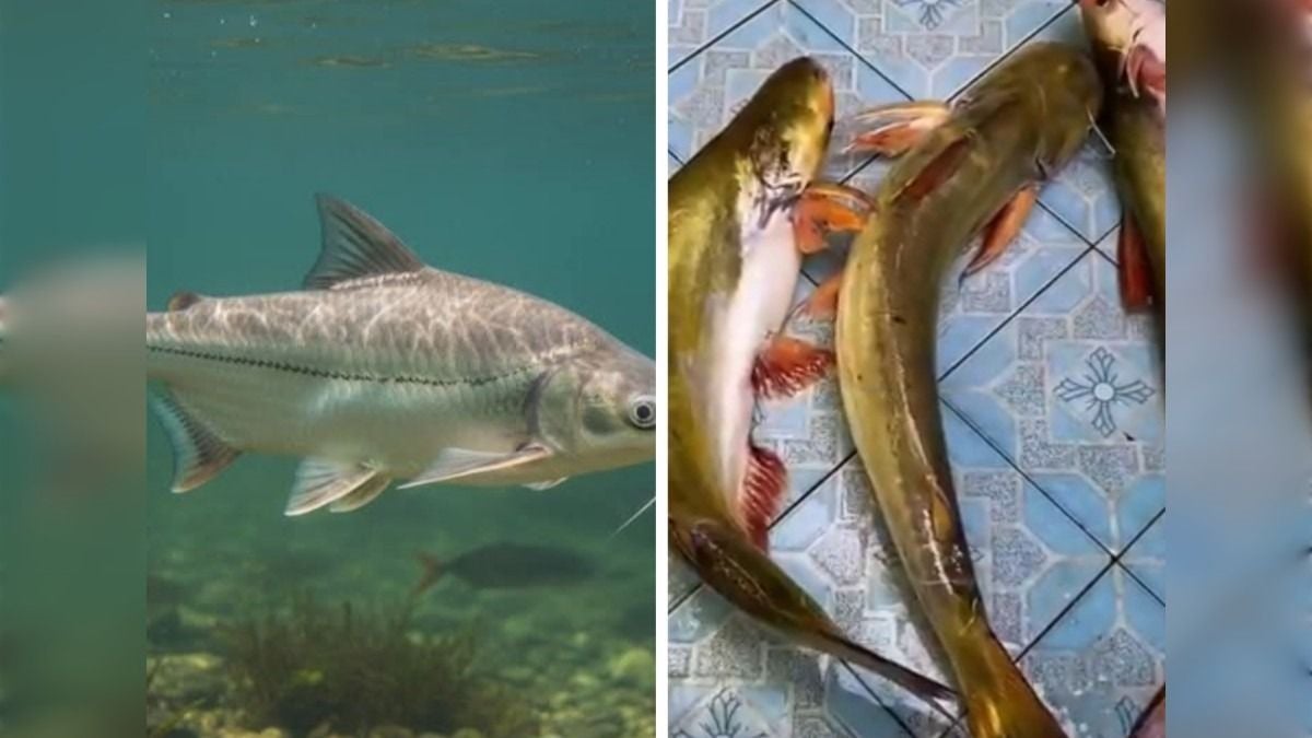 Resep Ikan Patin Asam Pedas Khas Pontianak, Rasa Segar, Pedas, dan Gurih yang Menggugah Selera