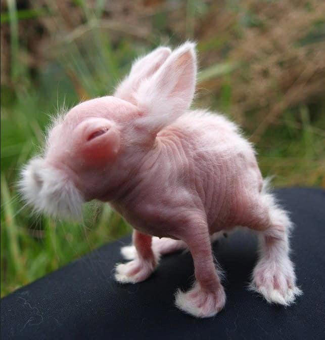 Is This a Baby Rabbit or a Kung Fu Master?