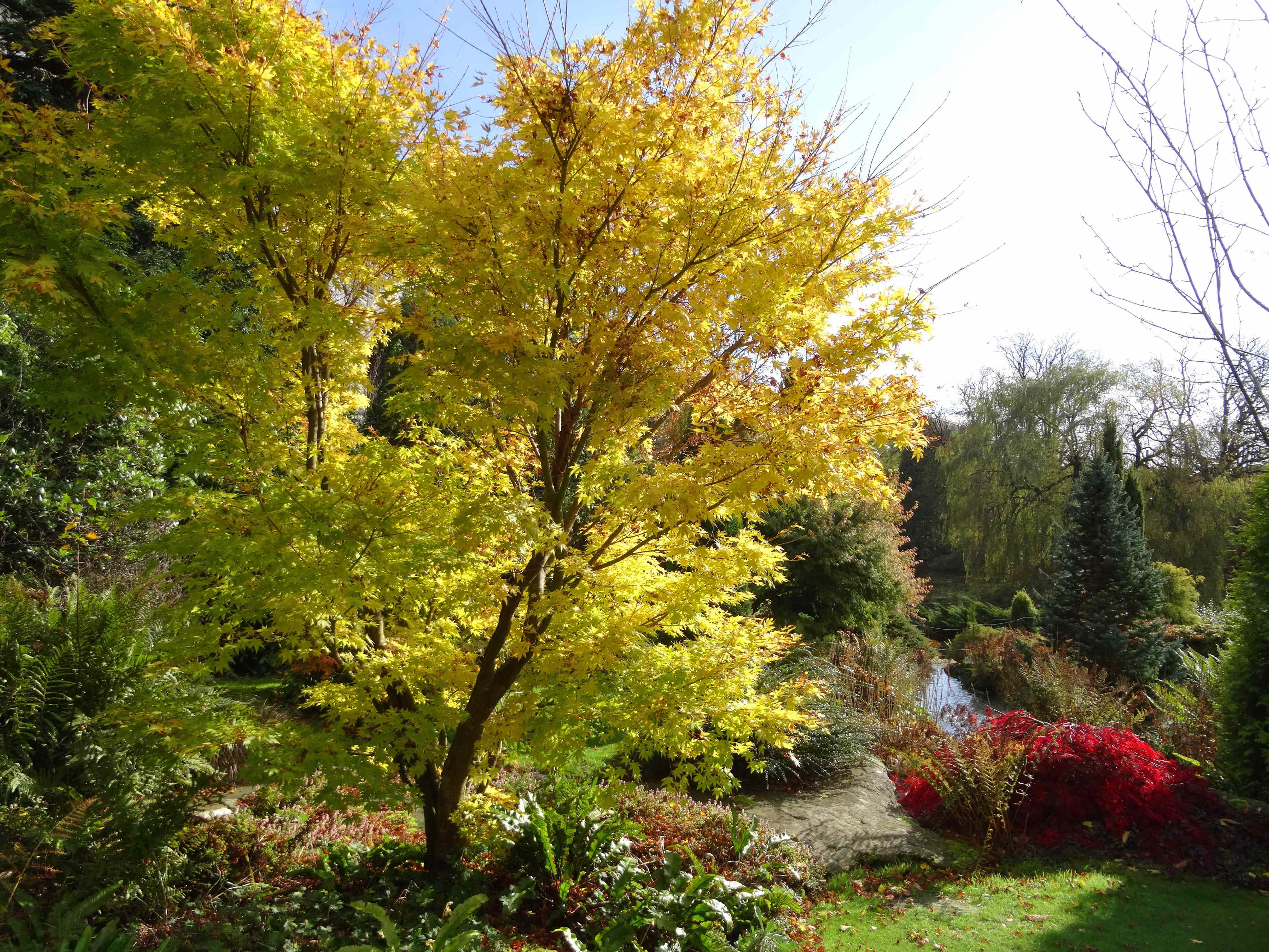 The 12 Best Trees To Plant For Year-Round Beauty