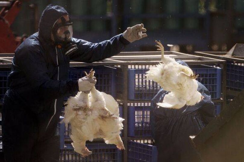 Deadly bird flu outbreak in Midlands village prompts poultry cull