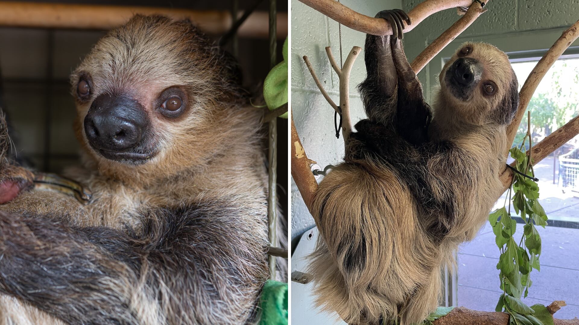 Phoenix Zoo mourns death of beloved sloth, Fernando
