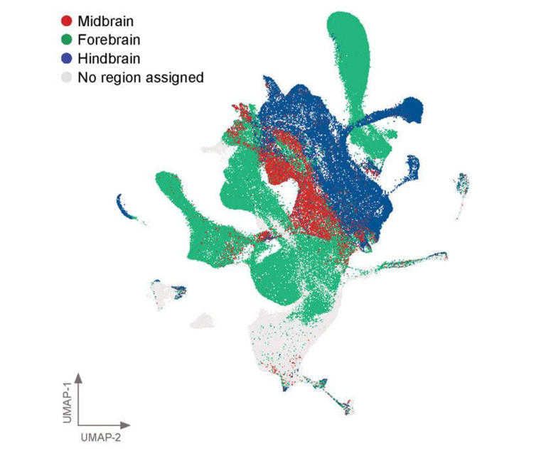 Two-tiered atlas of the developing human brain offers new hope in ...