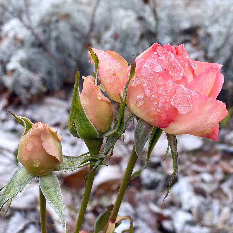 If You Want Beautiful Roses Next Summer, Do These 3 Things This November