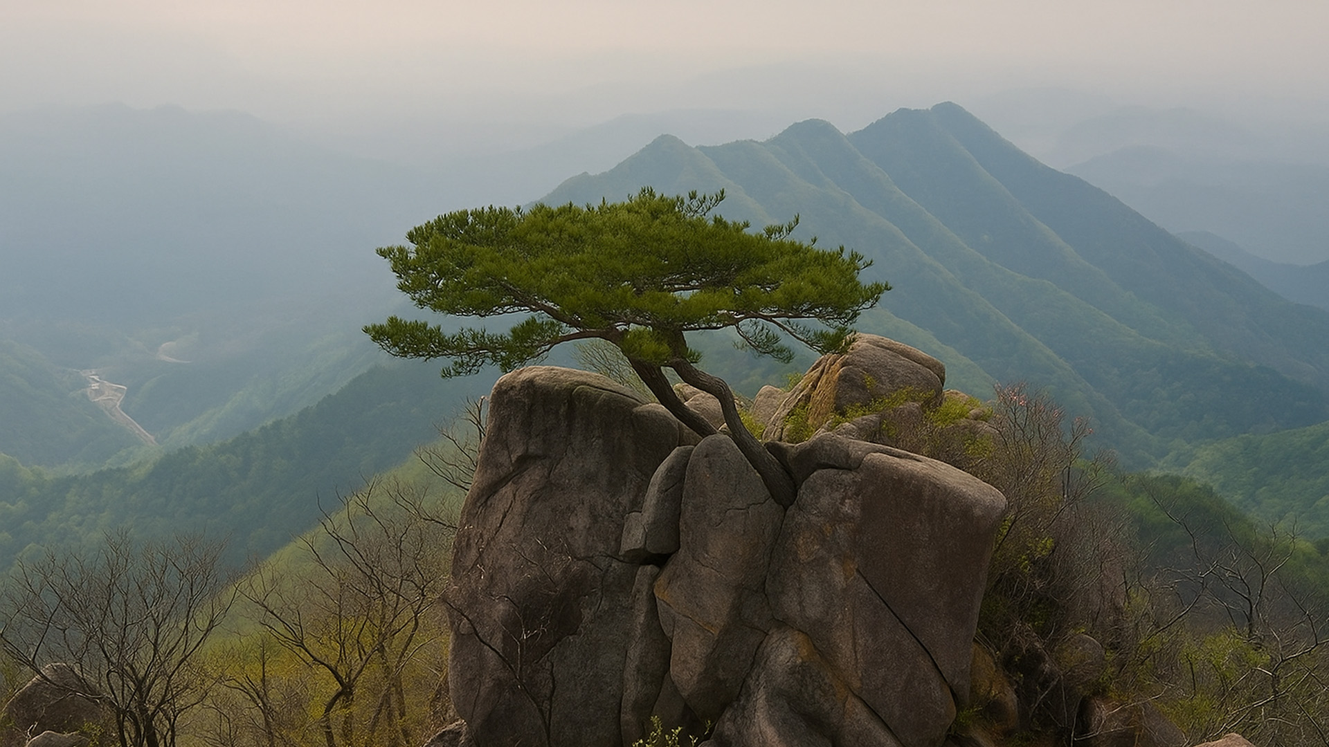 Korea’s Lonely Tree Among the Mountains