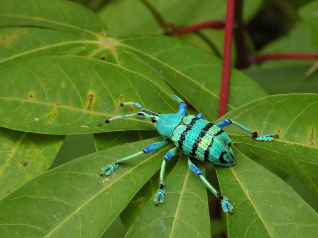 5 Fakta Menarik Eupholus Schoenherri, Kumbang Biru Langka Papua