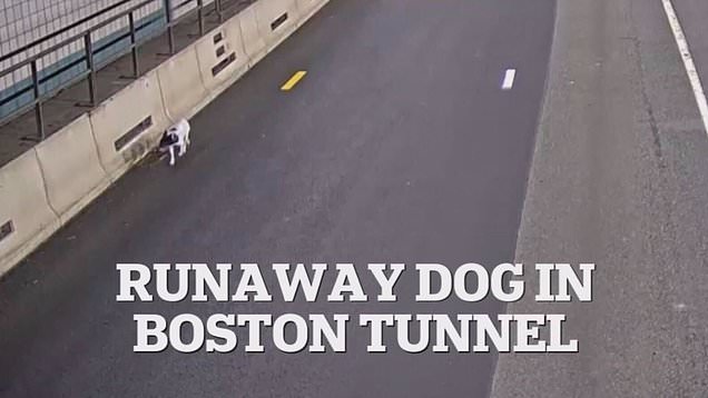 Runaway dog is rescued from a busy Boston tunnel during rush hour