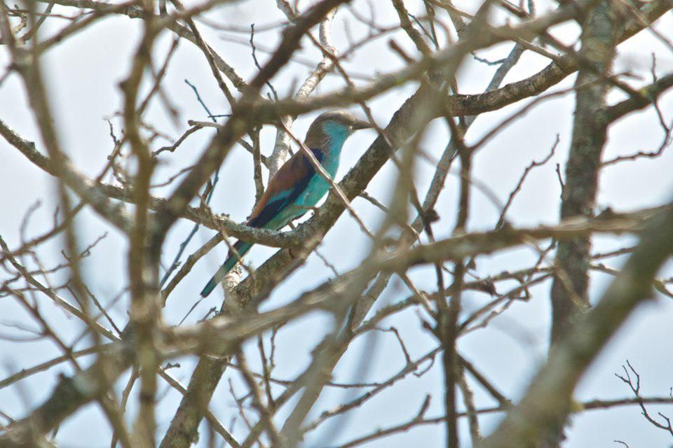 5 Fakta Menarik Burung Tiong Lampu, Sang Penjaga Wilayah Pemberani