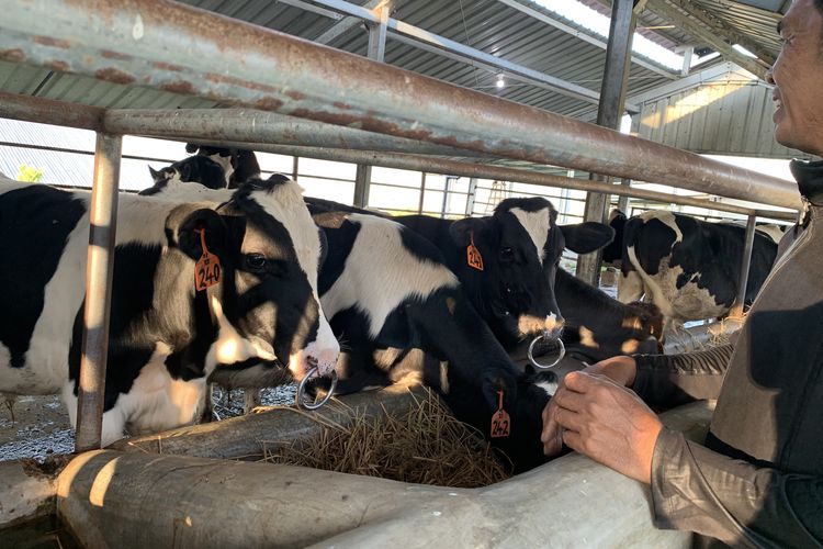 Wisata Edukasi Peternakan Susu Terbesar di Sumatera Barat