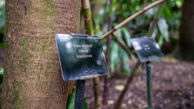 Hoje, ainda há uma seringueira plantada no Kew Gardens, em Londres