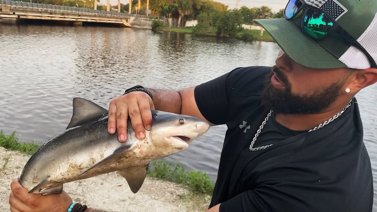 Catching baby bull sharks in a freshwater spillway