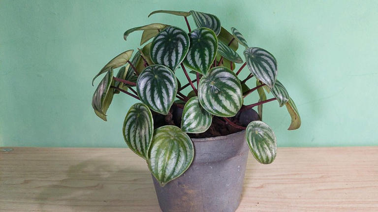 The Unique Tropical Houseplant That Stays Small And Is Easy To Maintain
