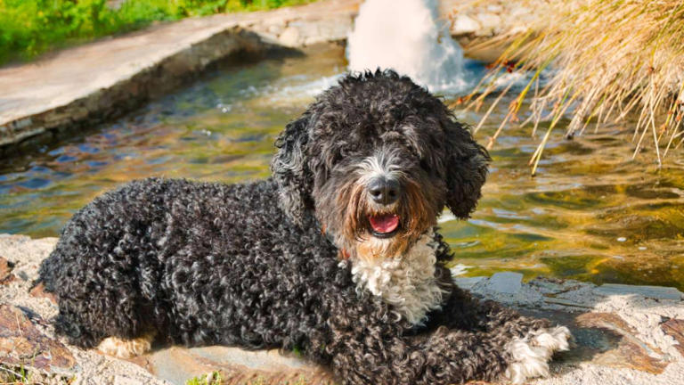 Cinco razas de perro perfectas para quienes buscan calma y poco ruido ...