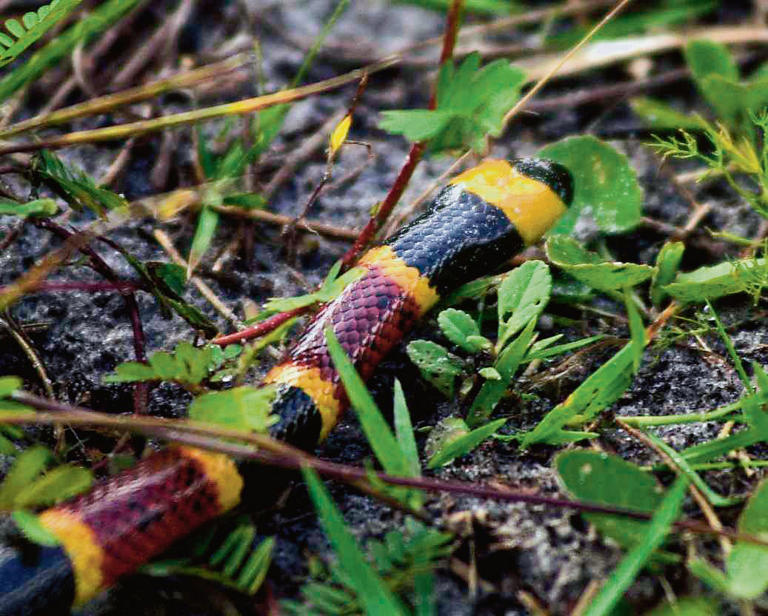 Here's why these 10 animals are the deadliest in Louisiana
