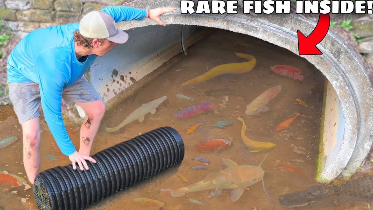 Alien fish, Oscars, and rare crawfish – tunnel fishing gets crazy!