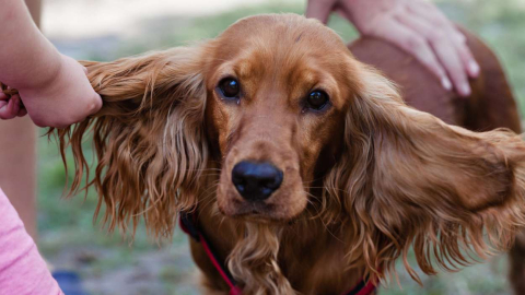 Cinco razas de perro perfectas para quienes buscan calma y poco ruido ...