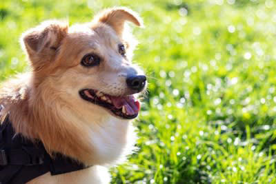 犬がみせる『老犬』のサイン５選 体に起こる変化やシニア期に変えるべきお世話の仕方まで