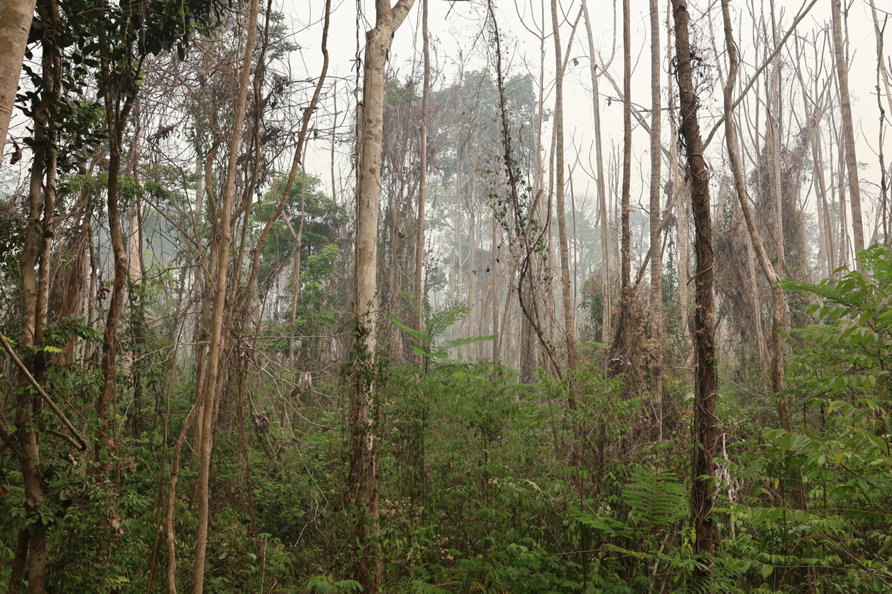 Human impact on Amazon forests is transforming its ecological functions ...