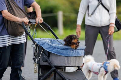 犬がみせる『老犬』のサイン５選 体に起こる変化やシニア期に変えるべきお世話の仕方まで