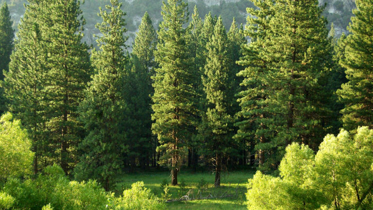 There Are More Trees On Earth Than Stars In The Entire Milky Way. Check ...
