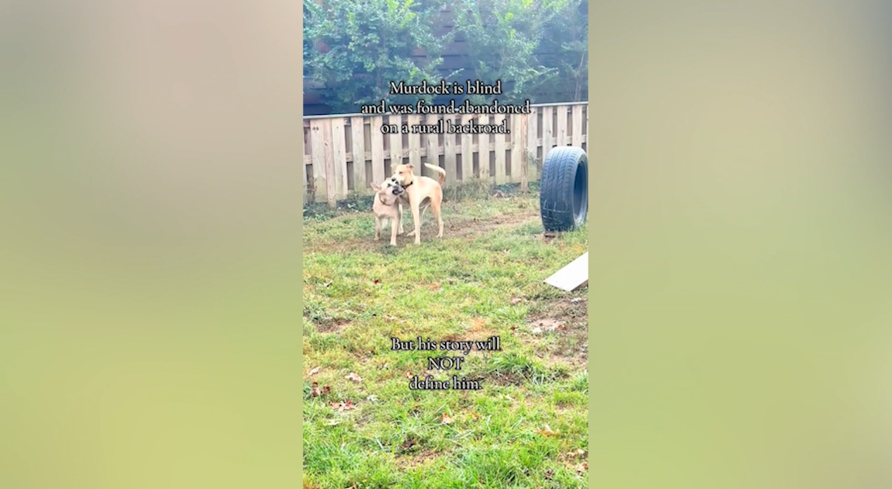 Dog Found Abandoned On Rural Backroads, Then Rescuer Realizes Why