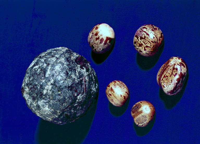 Bola de látex feita por indígenas da Amazônia e as sementes de seringueira