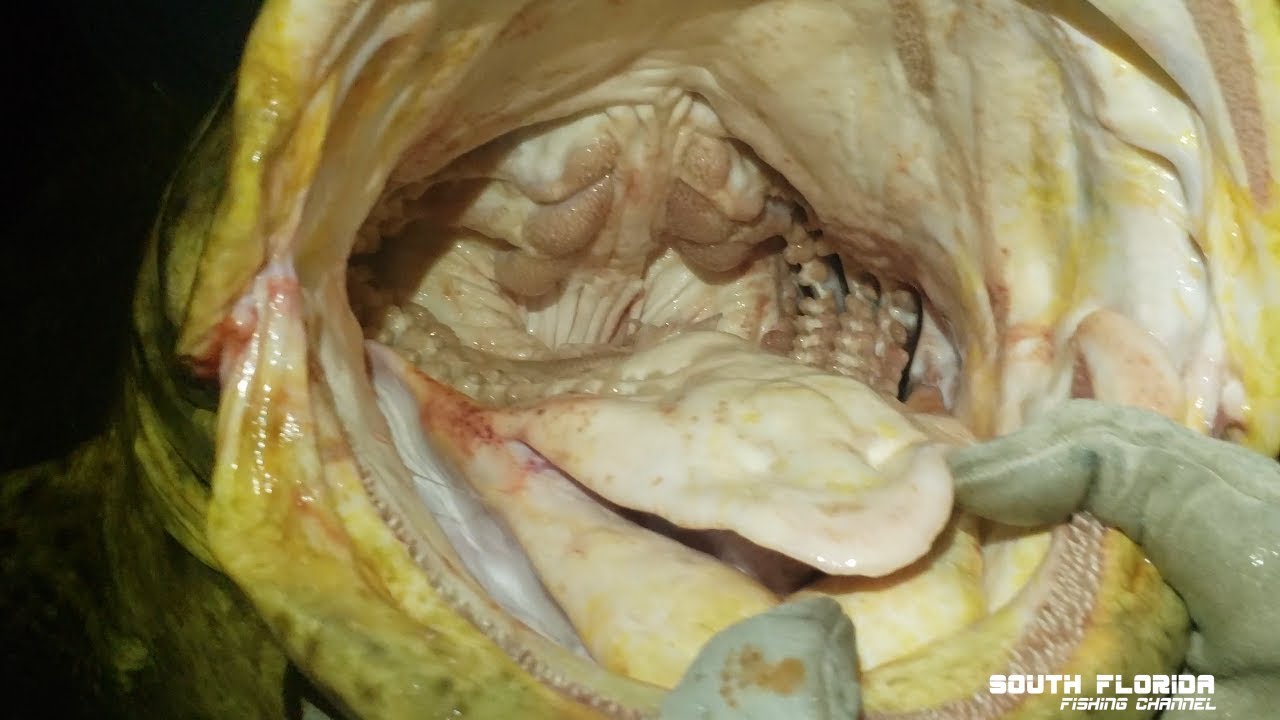 Huge Jewfish Hookup, Epic Redfish Feast - Fort Pierce Inlet Delivers Big!