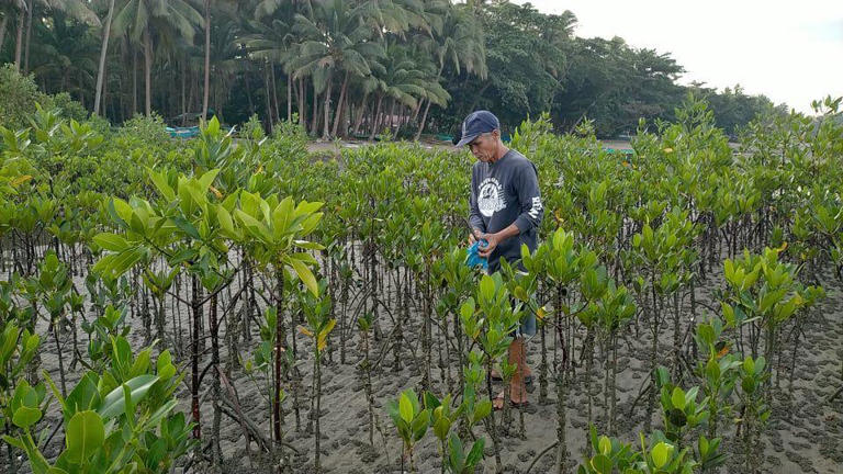 Philippines among countries where mangrove cover has increased in the ...