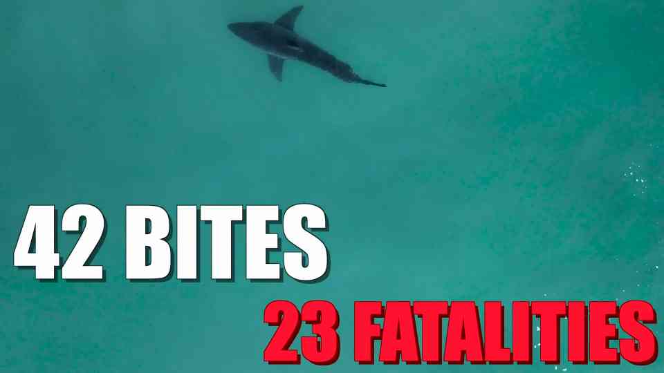 Why mediterranean great whites eat everything from tuna to turtles