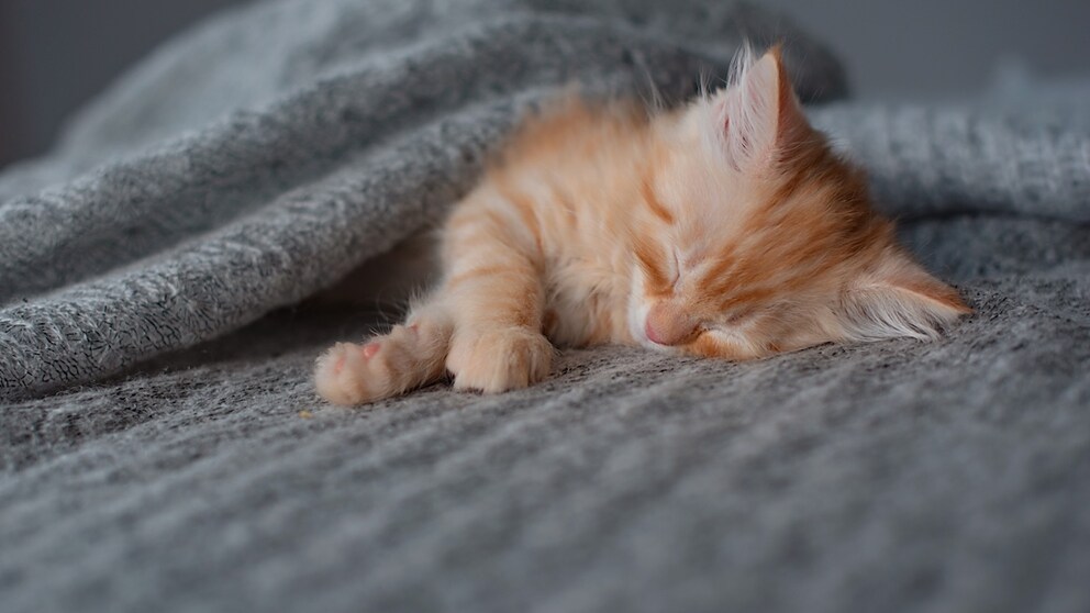The 7 Most Common Cat Diseases