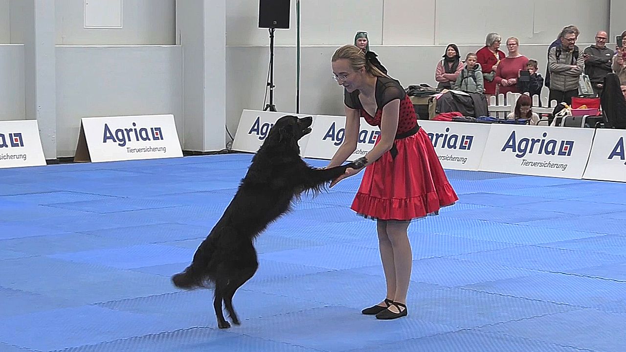 Dog Dancing Championship kicks off in Dortmund, Germany