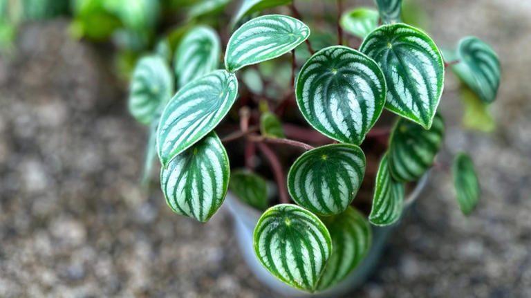 The Unique Tropical Houseplant That Stays Small And Is Easy To Maintain