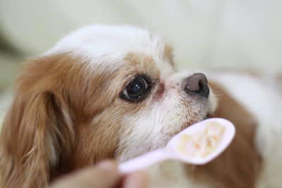 犬がみせる『老犬』のサイン５選 体に起こる変化やシニア期に変えるべきお世話の仕方まで