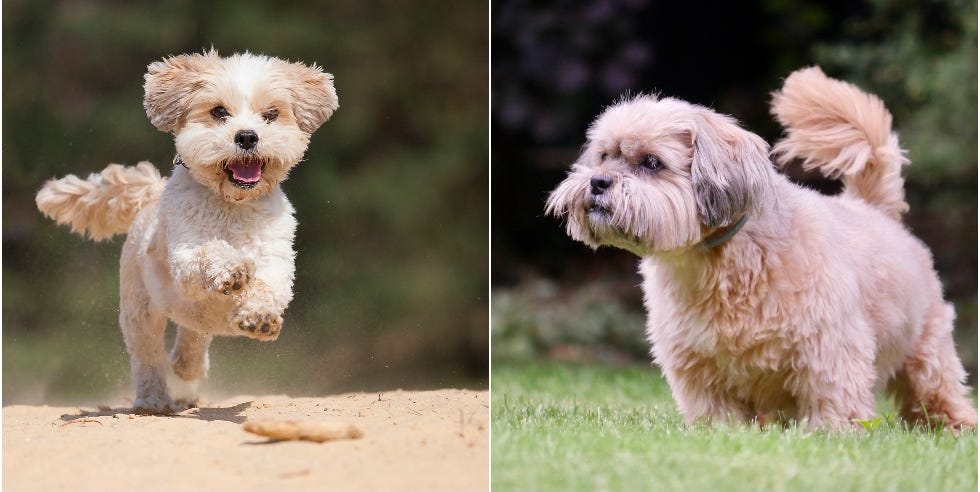 10 lookalike dog breeds that are hard to tell apart