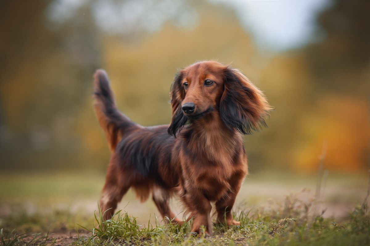 Dachshund's Pitiful Cry When He Doesn't Get His Way Should Win an Award