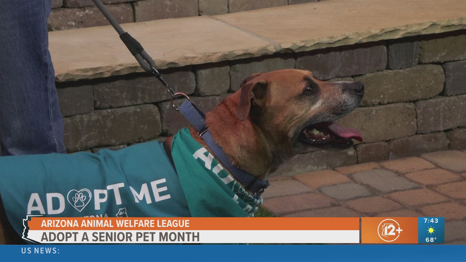 Senior Dog Adoption w/ AZ Animal Welfare League