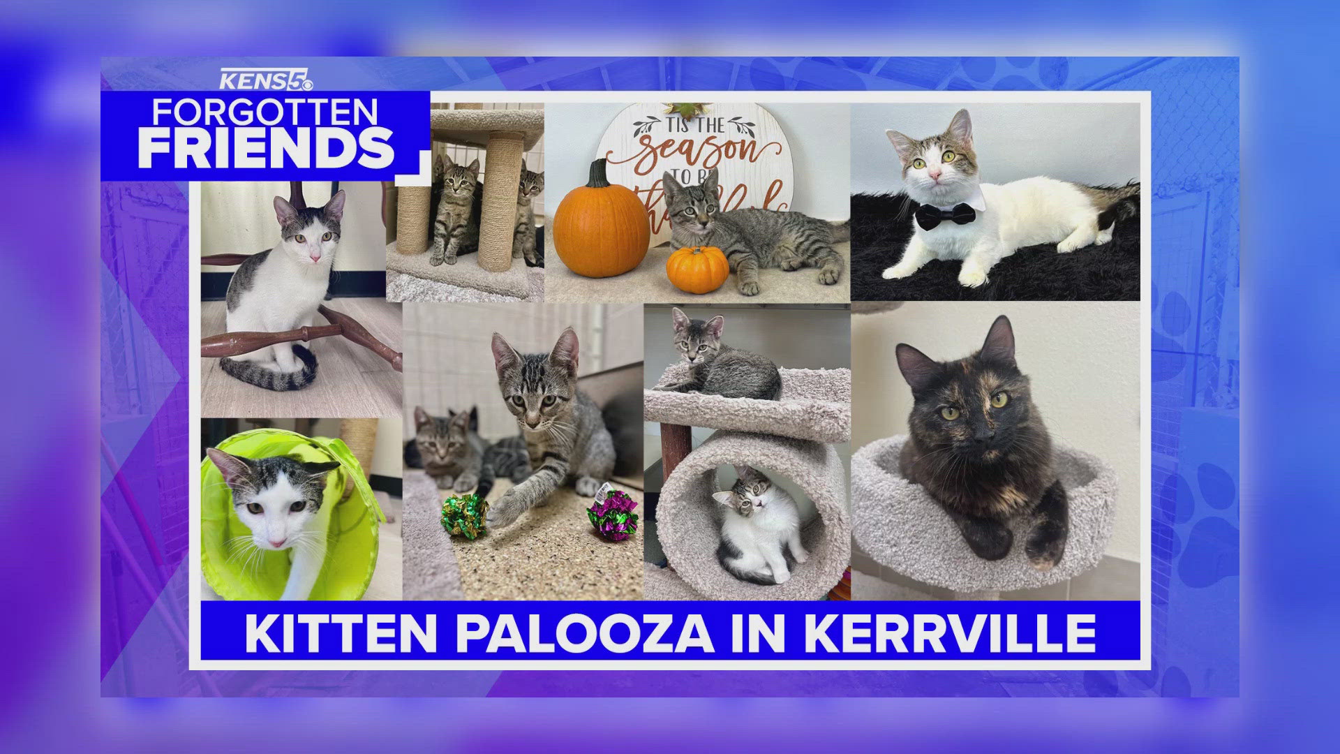 Explosion of kittens at Kerrville animal shelter