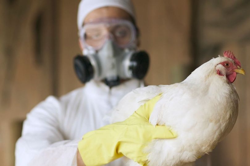 'Highly pathogenic' cases of bird flu confirmed in Lancashire as ...