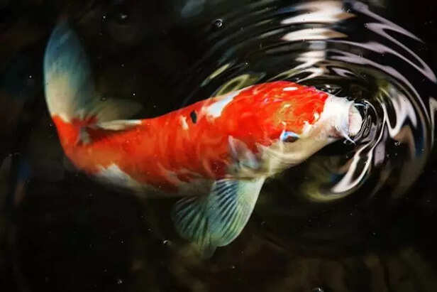 5 Fish Breeds That Make Your Aquarium Shine for a Decade