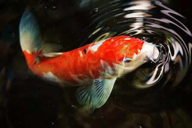 5 Fish Breeds That Make Your Aquarium Shine for a Decade