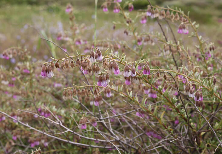 A Stunning Botanical Hotspot: Waylands Wildflower Reserve in Darling ...