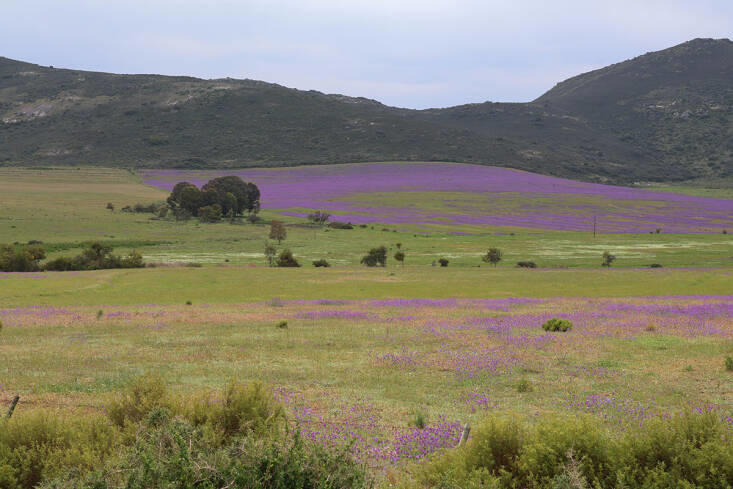 A Stunning Botanical Hotspot: Waylands Wildflower Reserve in Darling ...