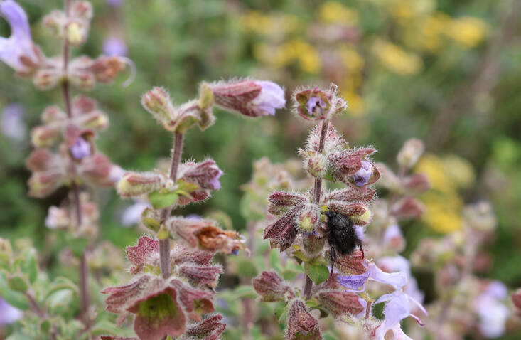 A Stunning Botanical Hotspot: Waylands Wildflower Reserve in Darling ...