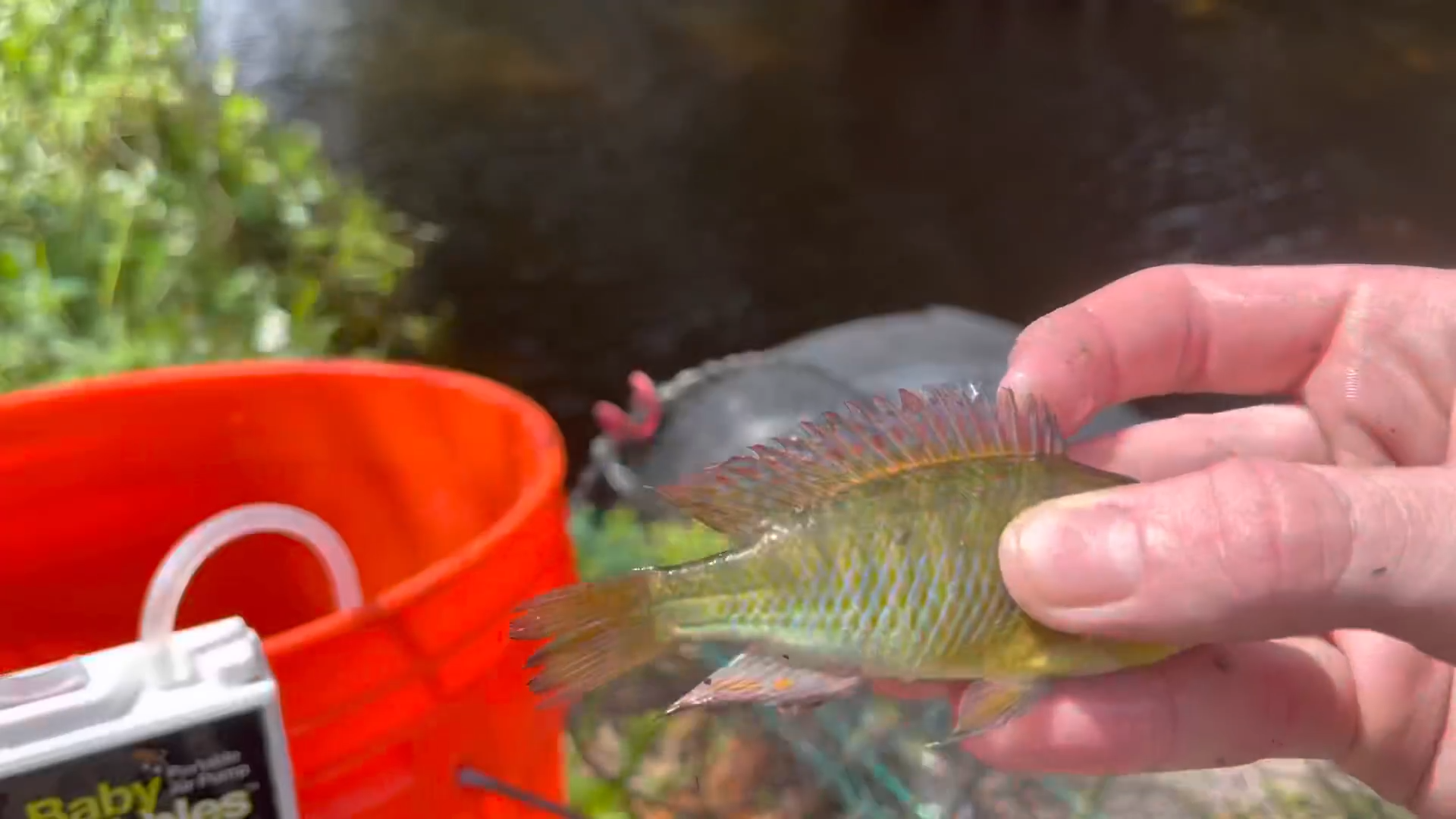 The fish trap surprise — baby cichlids for my tank