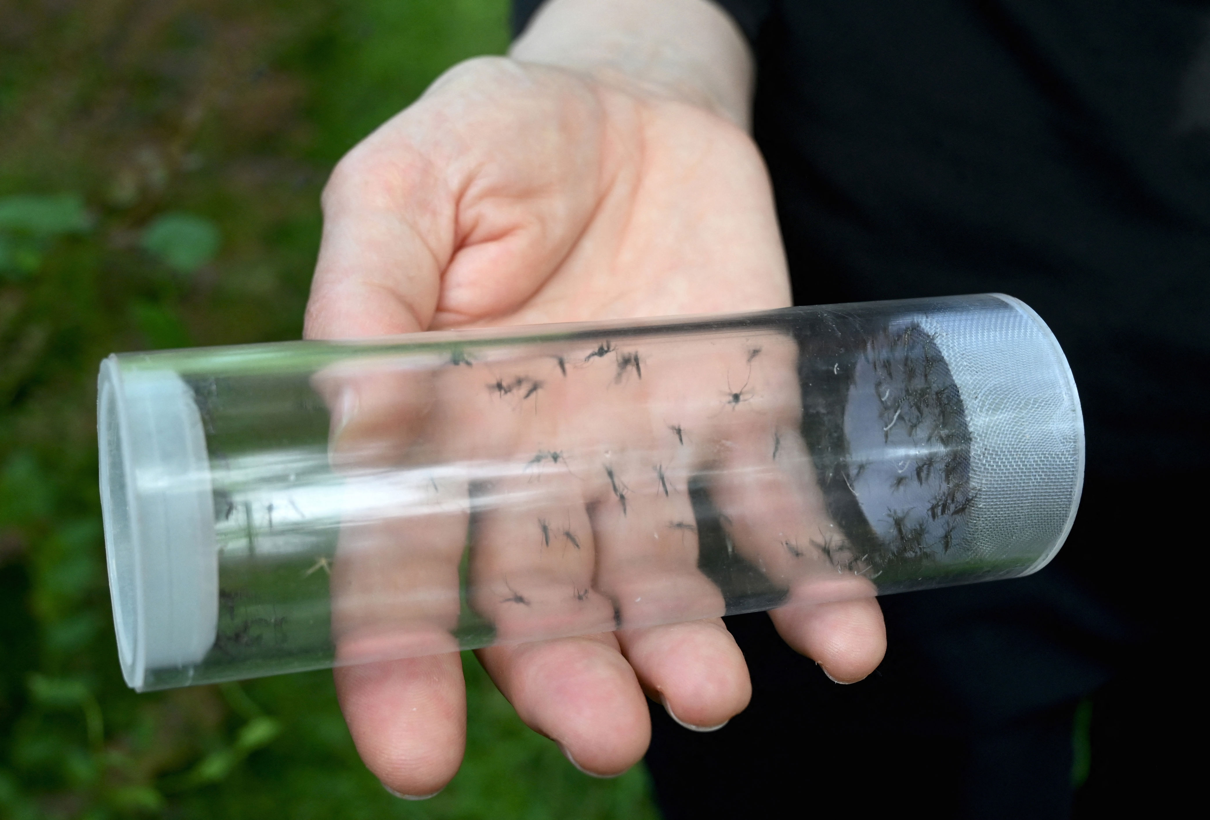 Pan American Health Organization: Insect-Borne Diseases Are Impacting ...